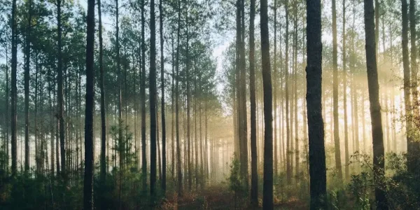 imagen de marca soulnatura